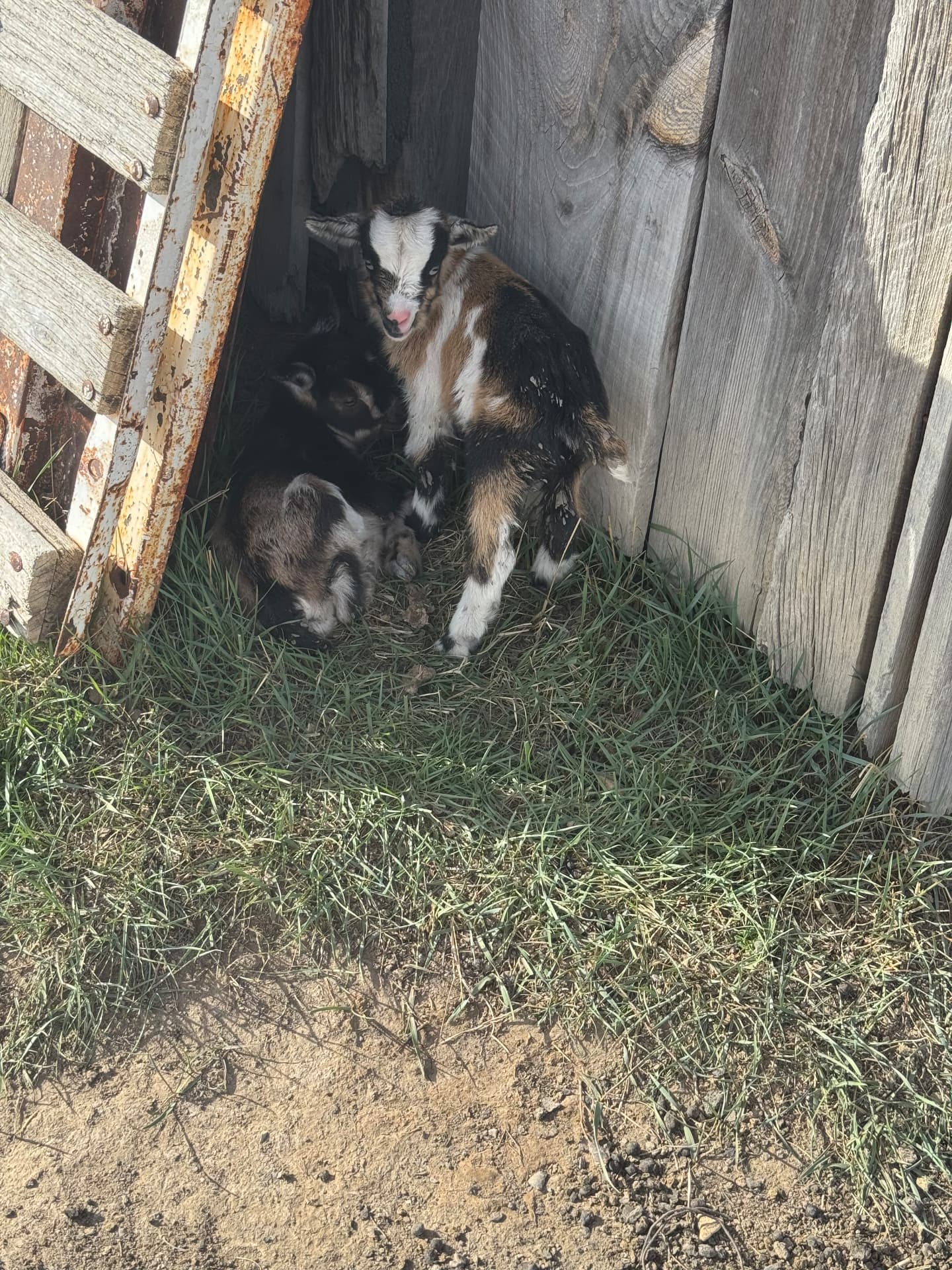Doe and Her Kids — The High Plains