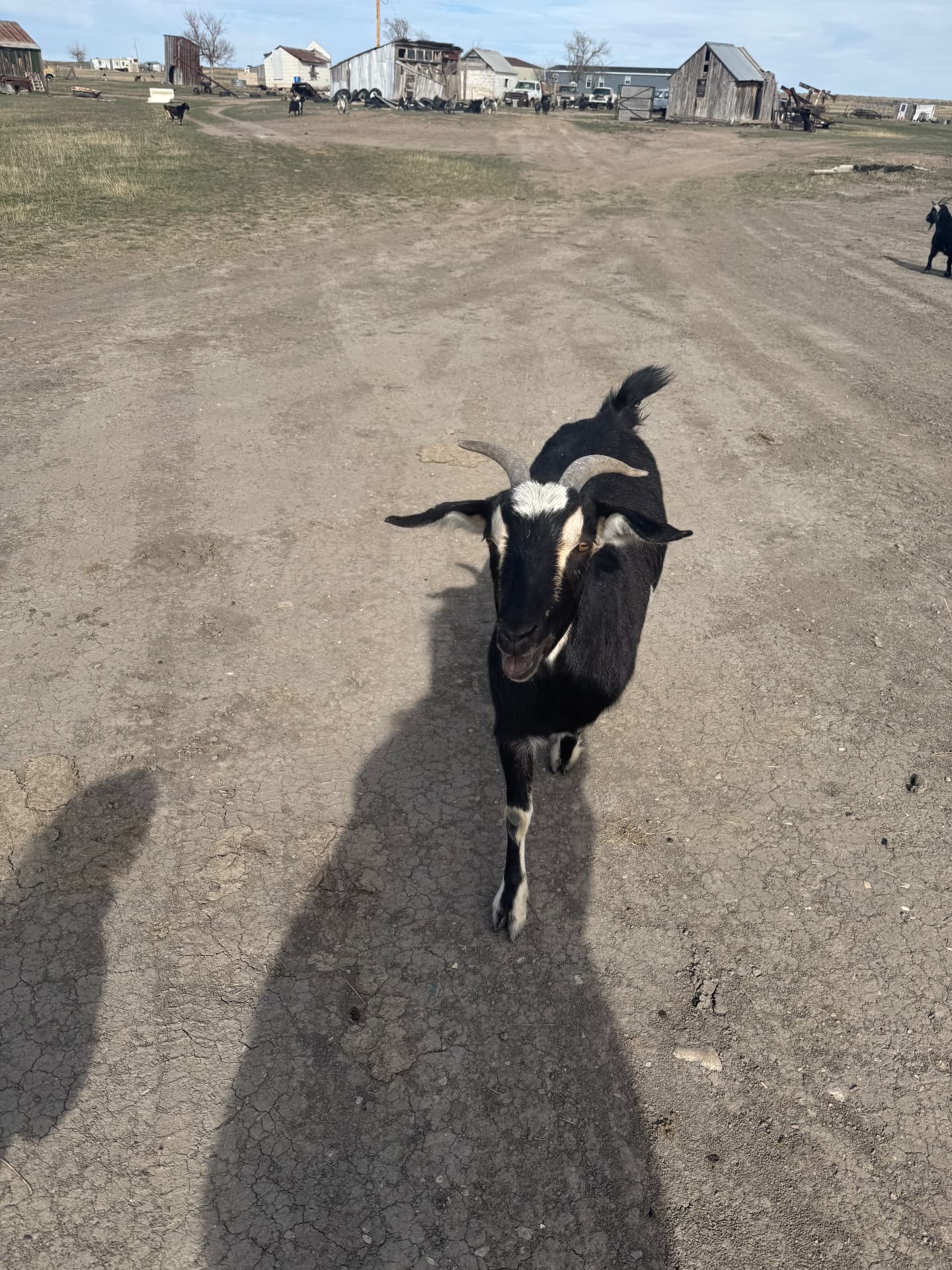 Nanny on the Lane — The High Plains