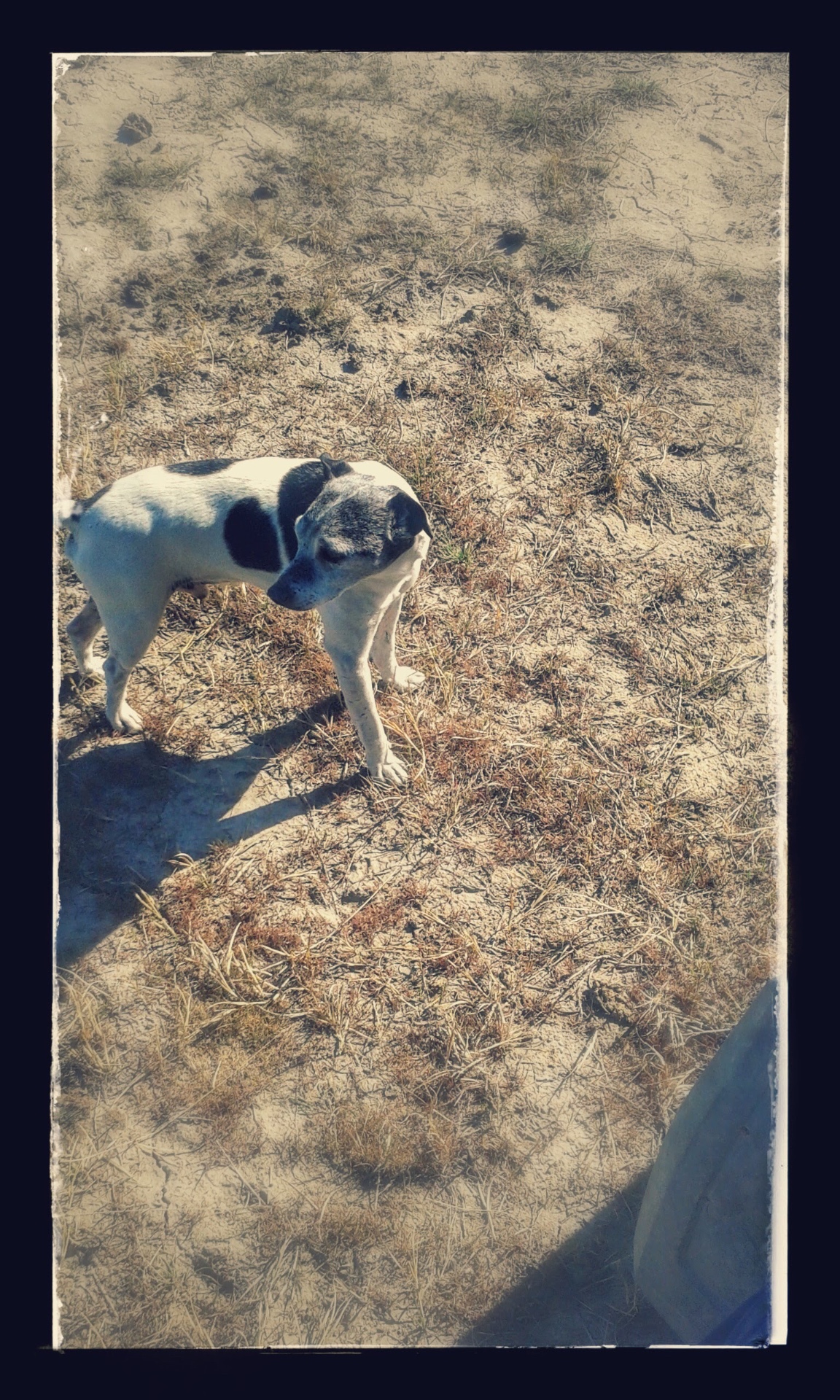Sun-Dappled Terrier — The High Plains