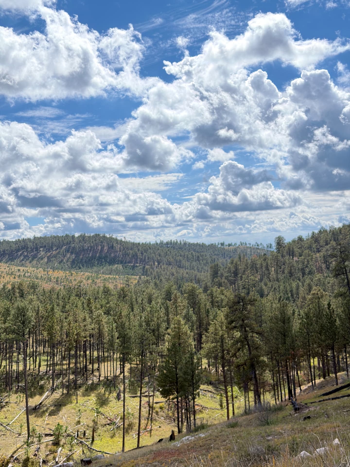 Pine Country — The Black Hills